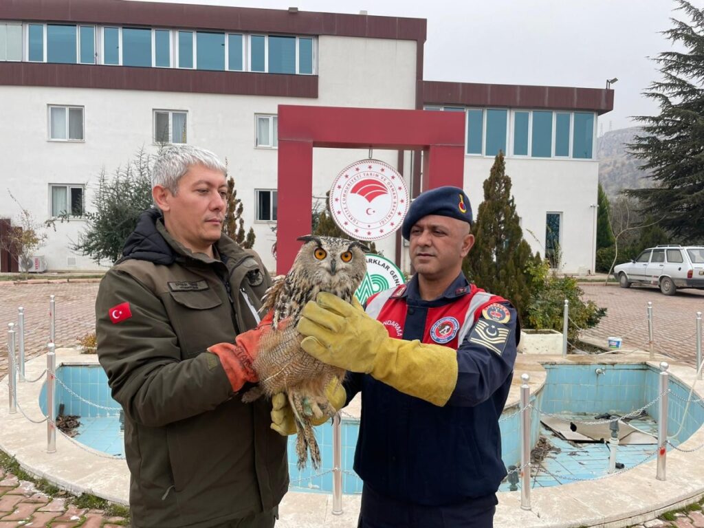Malatya’da Yaralı Halde Bulunan Baykuş Koruma Altına Alındı