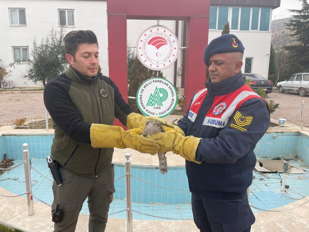 Yaralı halde bulunan atmaca tedavi altına alındı