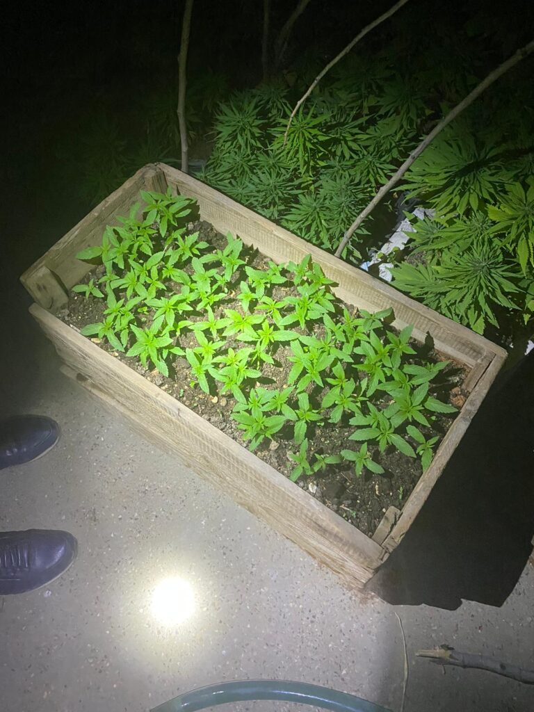 Evinin önünü kenevir bahçesine çevirdi