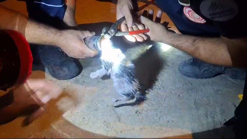 Başı boruya sıkışan yavru kedi kurtarıldı