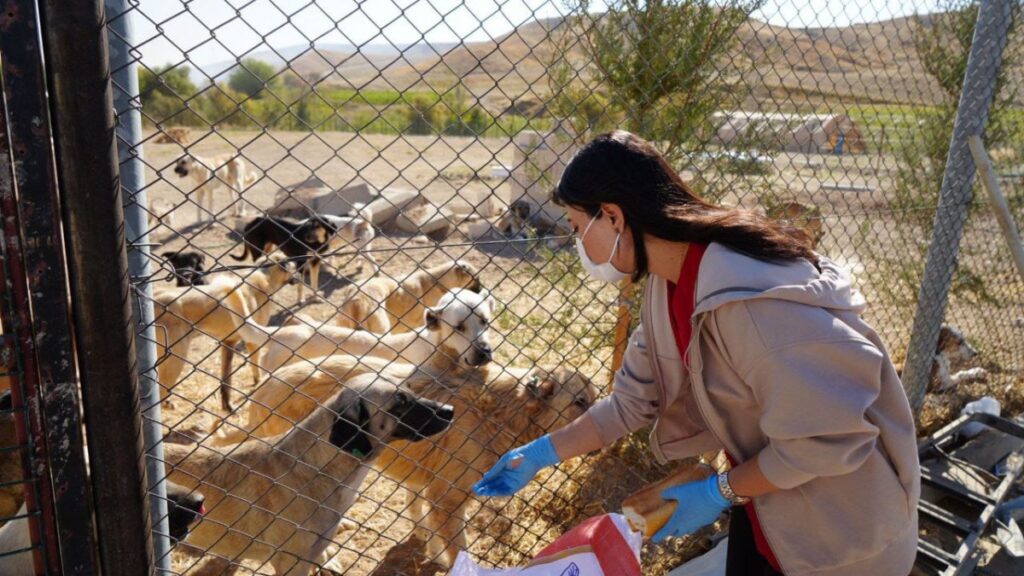 Adıyaman’da, sokak hayvanlarına yeni barınak: 7 dönümlük alanda sağlık hizmeti