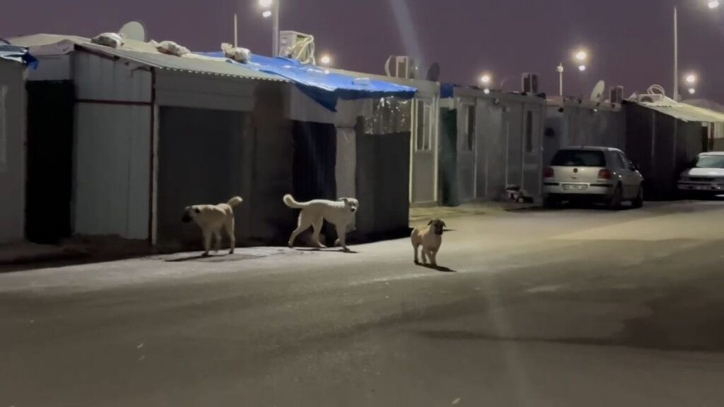 K6 Konteyner Kentte ‘Sokak Köpeği’ tehlikesi: ‘Çocuklarımız okula gidemiyor’