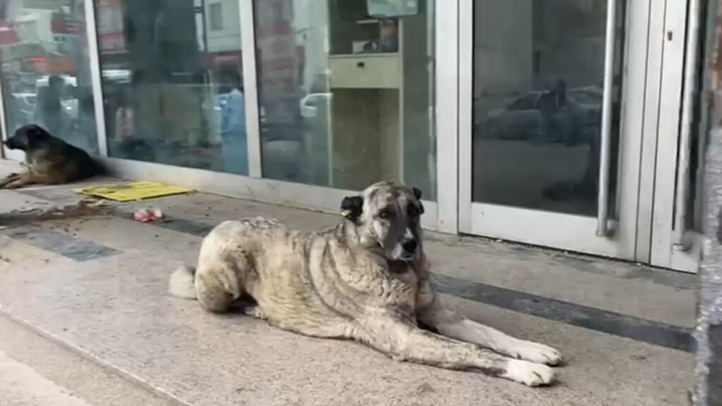 Adıyaman’da sokak köpekleri Halkbank Önünü yuva haline getirdi
