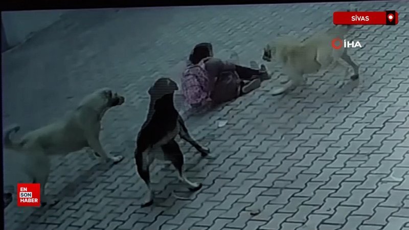 Sivas’ta 10 yaşındaki öğrenci köpeklerin saldırısını sıyrıklarla atlattı