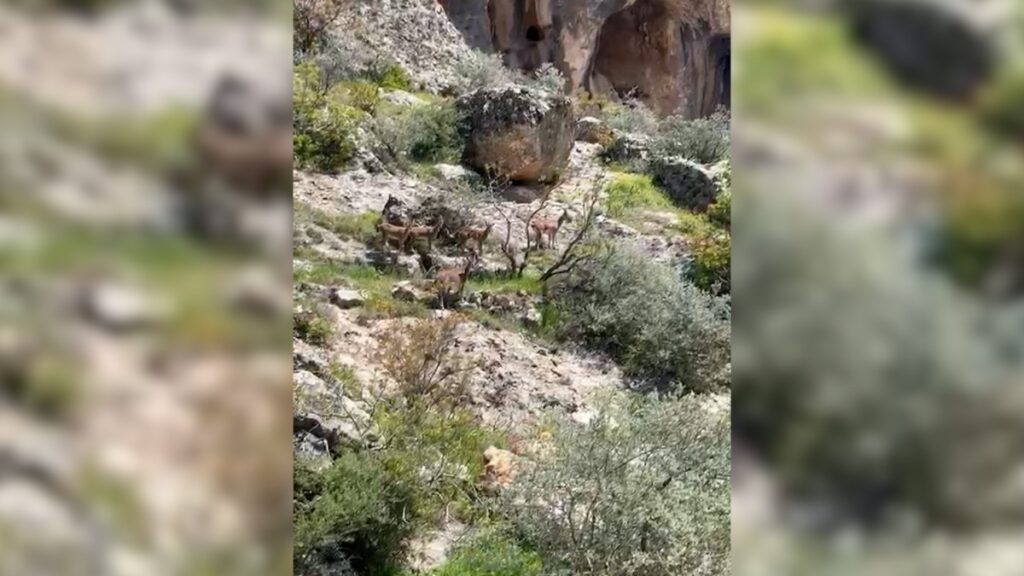 Sürü halindeki dağ keçileri görüntülendi