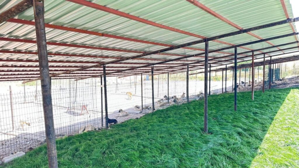 Adıyaman Belediyesi sokak hayvanlarına güvenli yuva sağladı