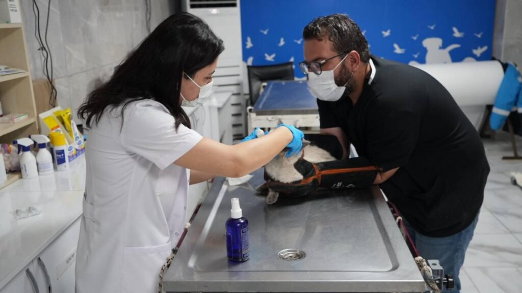 Veteriner İşleri Müdürlüğü hasta, yaralı ve terk edilmiş hayvanlara şefkat eli uzattı