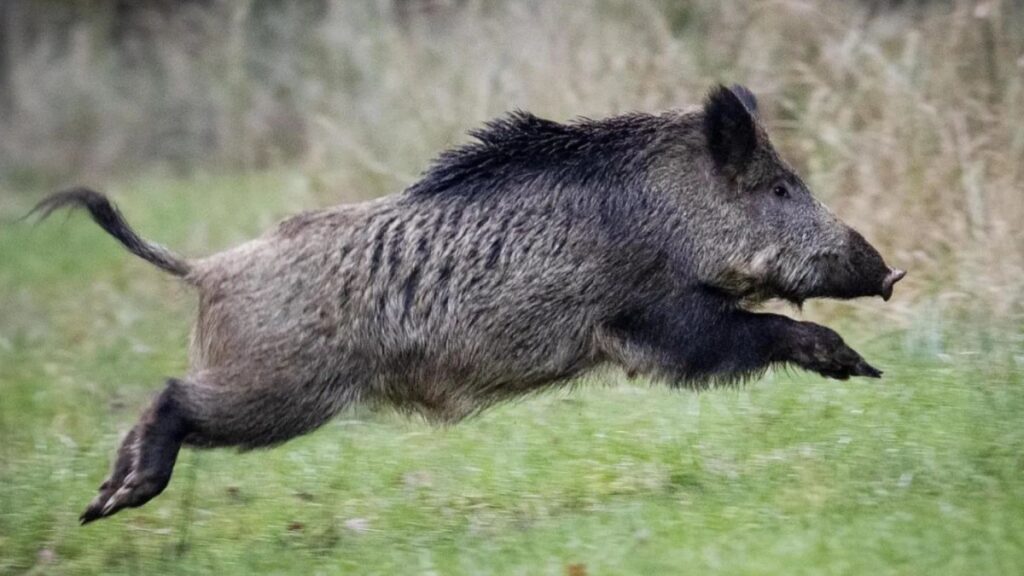 Kahta’da Çiftçinin Yeni Kabusu, Yaban Domuzu
