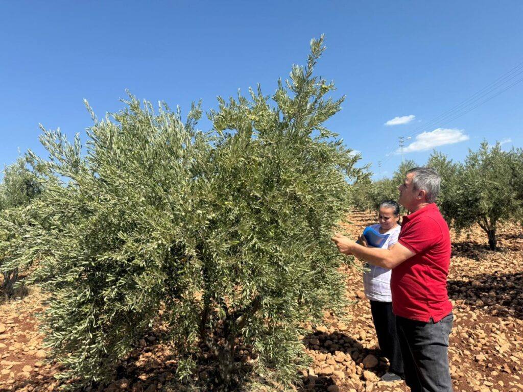 Adıyaman’da, zeytin ve zeytinyağı rekolte tespit çalışması başladı